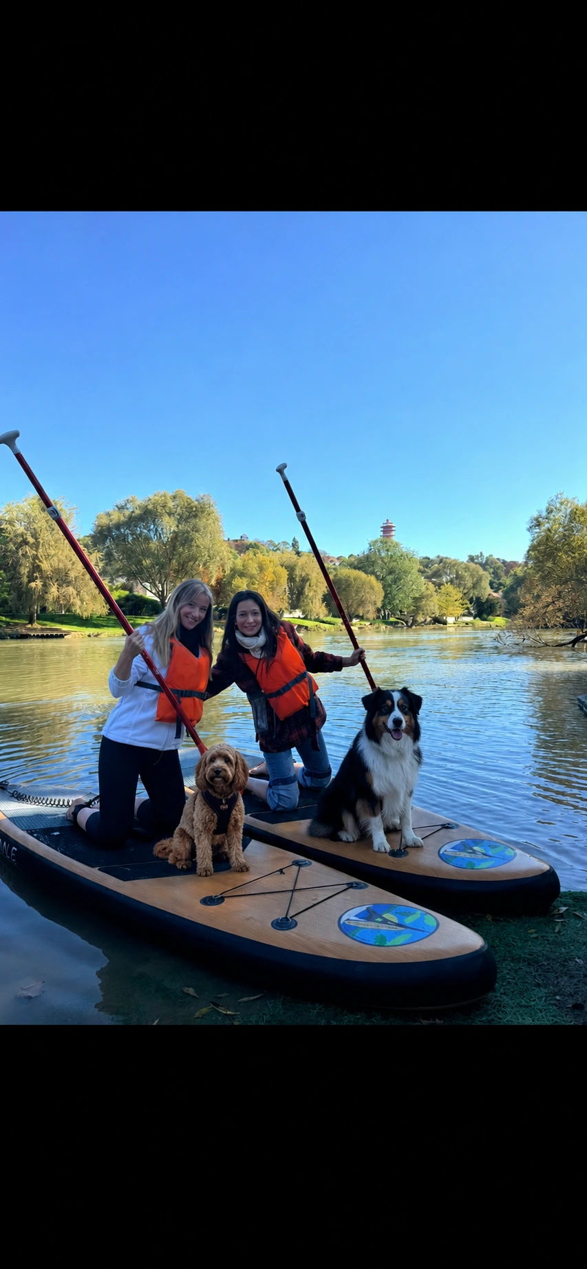 Chien sur une planche de paddle sur la Marne — Beach Paddle Dog